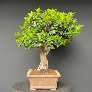 Bonsai Ficus microcarpa / Chinesische Feige