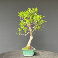 Lade das Bild in den Galerie-Viewer, Bonsai Ficus microcarpa / Chinesische Feige
