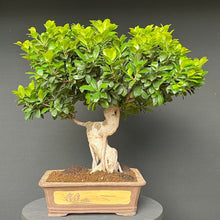 Lade das Bild in den Galerie-Viewer, Bonsai Ficus microcarpa / Chinesische Feige
