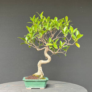 Bonsai Ficus microcarpa / Chinesische Feige