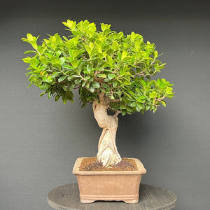 Bonsai Ficus microcarpa / Chinesische Feige