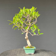 Lade das Bild in den Galerie-Viewer, Bonsai Ficus microcarpa / Chinesische Feige
