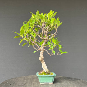 Bonsai Ficus microcarpa / Chinesische Feige