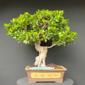 Bonsai Ficus microcarpa / Chinesische Feige