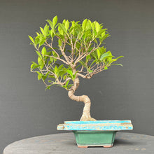 Lade das Bild in den Galerie-Viewer, Bonsai Ficus microcarpa / Chinesische Feige
