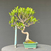 Lade das Bild in den Galerie-Viewer, Bonsai Ficus microcarpa / Chinesische Feige
