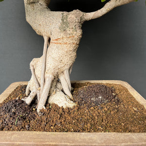 Bonsai Ficus microcarpa / Chinesische Feige