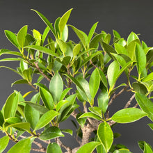 Lade das Bild in den Galerie-Viewer, Bonsai Ficus microcarpa / Chinesische Feige
