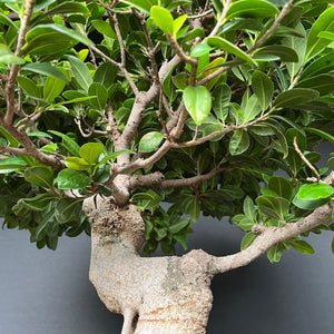 Bonsai Ficus microcarpa / Chinesische Feige