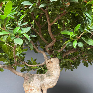 Bonsai Ficus microcarpa / Chinesische Feige