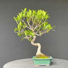 Lade das Bild in den Galerie-Viewer, Bonsai Ficus microcarpa / Chinesische Feige
