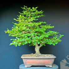 Lade das Bild in den Galerie-Viewer, Gemeine Hainbuche / Carpinus betulus
