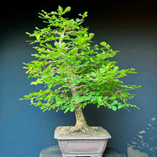 Lade das Bild in den Galerie-Viewer, Gemeine Hainbuche / Carpinus betulus
