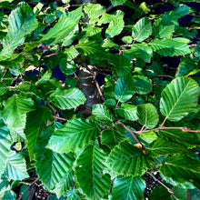 Lade das Bild in den Galerie-Viewer, Gemeine Hainbuche / Carpinus betulus

