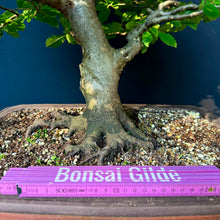 Lade das Bild in den Galerie-Viewer, Gemeine Hainbuche / Carpinus betulus
