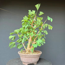 Lade das Bild in den Galerie-Viewer, Ginkgo biloba
