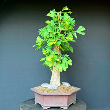 Lade das Bild in den Galerie-Viewer, Ginkgo biloba

