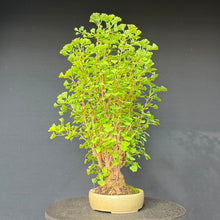 Lade das Bild in den Galerie-Viewer, Ginkgo biloba
