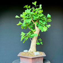 Lade das Bild in den Galerie-Viewer, Ginkgo biloba
