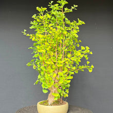 Lade das Bild in den Galerie-Viewer, Ginkgo biloba
