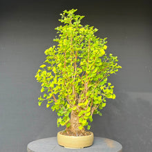 Lade das Bild in den Galerie-Viewer, Ginkgo biloba
