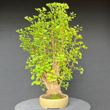 Lade das Bild in den Galerie-Viewer, Ginkgo biloba
