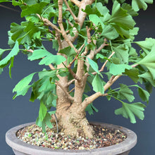 Lade das Bild in den Galerie-Viewer, Ginkgo biloba
