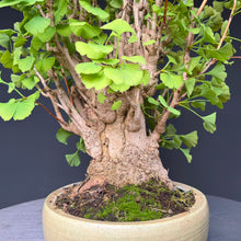 Lade das Bild in den Galerie-Viewer, Ginkgo biloba
