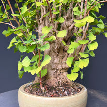 Lade das Bild in den Galerie-Viewer, Ginkgo biloba
