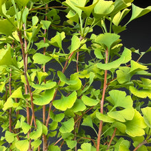 Lade das Bild in den Galerie-Viewer, Ginkgo biloba
