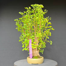 Lade das Bild in den Galerie-Viewer, Ginkgo biloba
