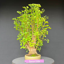 Lade das Bild in den Galerie-Viewer, Ginkgo biloba
