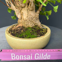 Lade das Bild in den Galerie-Viewer, Ginkgo biloba
