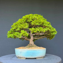 Lade das Bild in den Galerie-Viewer, Hinoki Scheinzypresse / Chamaecyparis obtusa
