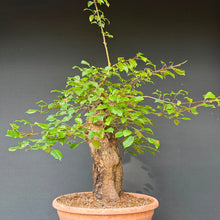 Lade das Bild in den Galerie-Viewer, Holzapfel / Malus sylvestris
