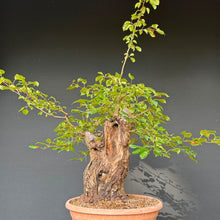 Lade das Bild in den Galerie-Viewer, Holzapfel / Malus sylvestris
