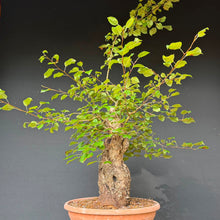 Lade das Bild in den Galerie-Viewer, Holzapfel / Malus sylvestris
