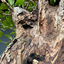 Lade das Bild in den Galerie-Viewer, Holzapfel / Malus sylvestris
