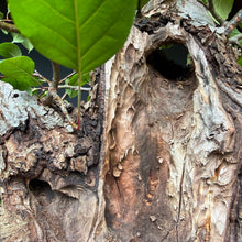 Lade das Bild in den Galerie-Viewer, Holzapfel / Malus sylvestris
