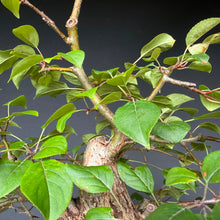 Lade das Bild in den Galerie-Viewer, Holzapfel / Malus sylvestris

