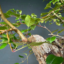 Lade das Bild in den Galerie-Viewer, Holzapfel / Malus sylvestris
