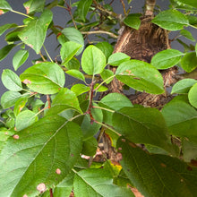 Lade das Bild in den Galerie-Viewer, Holzapfel / Malus sylvestris
