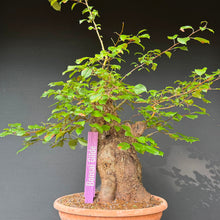 Lade das Bild in den Galerie-Viewer, Holzapfel / Malus sylvestris

