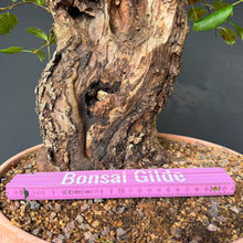 Lade das Bild in den Galerie-Viewer, Holzapfel / Malus sylvestris
