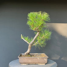 Lade das Bild in den Galerie-Viewer, Bonsai Japanische Schwarzkiefer / Pinus thunbergii
