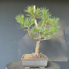 Lade das Bild in den Galerie-Viewer, Bonsai Japanische Schwarzkiefer / Pinus thunbergii
