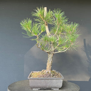 Bonsai Japanische Schwarzkiefer / Pinus thunbergii