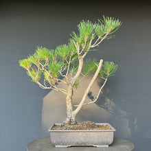 Lade das Bild in den Galerie-Viewer, Bonsai Japanische Schwarzkiefer / Pinus thunbergii
