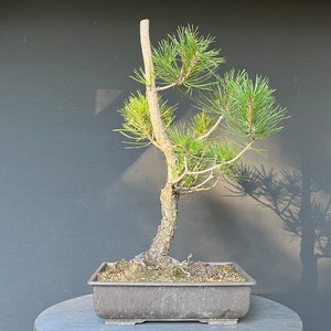 Bonsai Japanische Schwarzkiefer / Pinus thunbergii