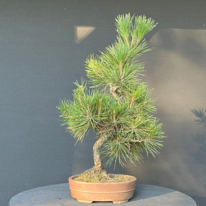 Bonsai Japanische Schwarzkiefer / Pinus thunbergii